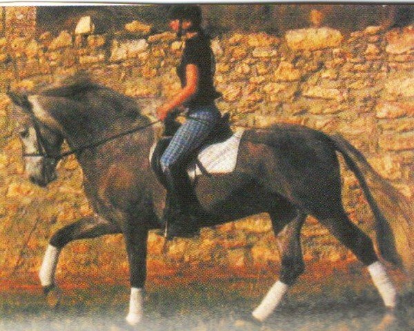 horse Ario (Pura Raza Espanola (PRE), 2000, from Nene XX)