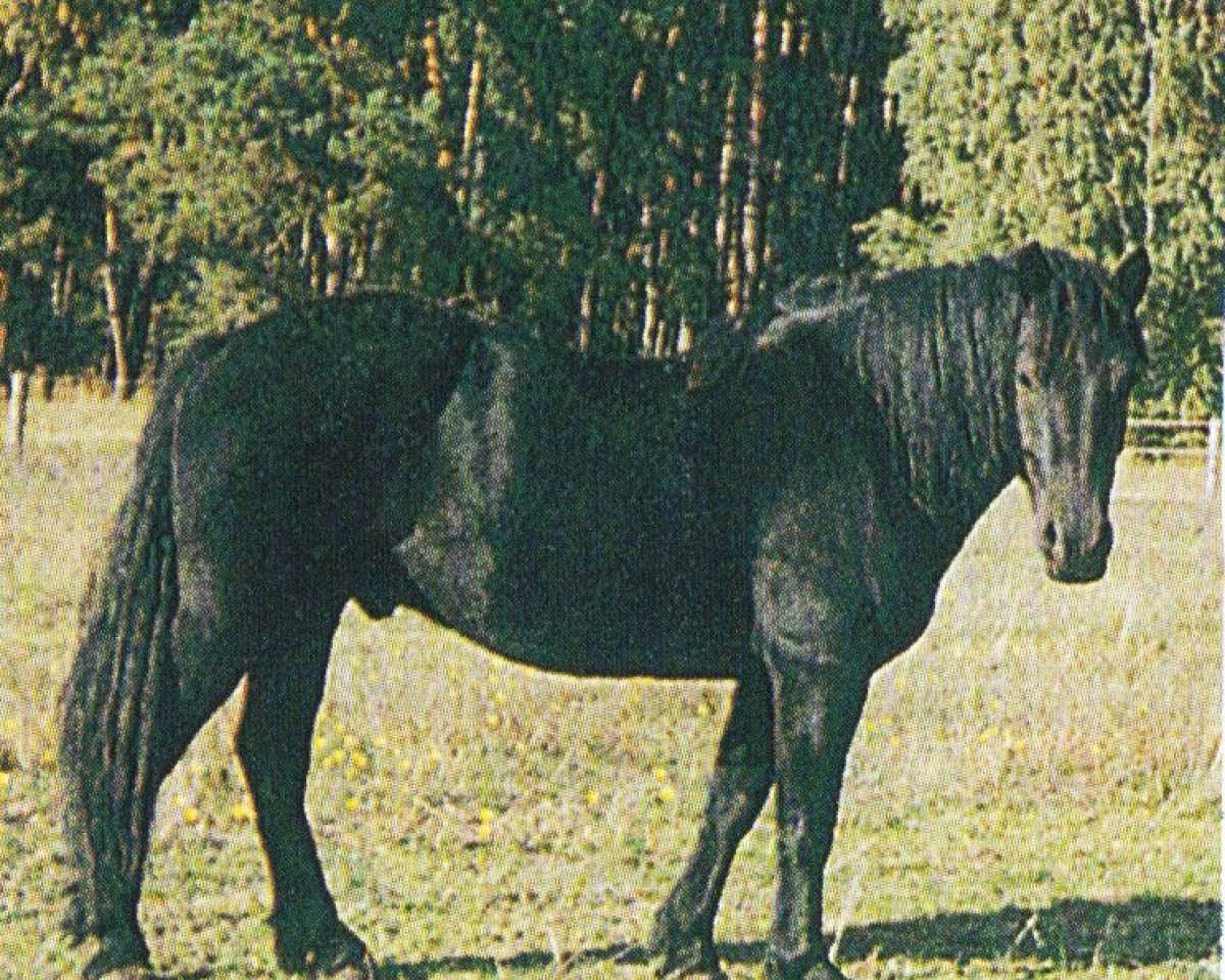 Pferd Merlin du Trottis (Merenspony, 2000, von Silence de Sie)