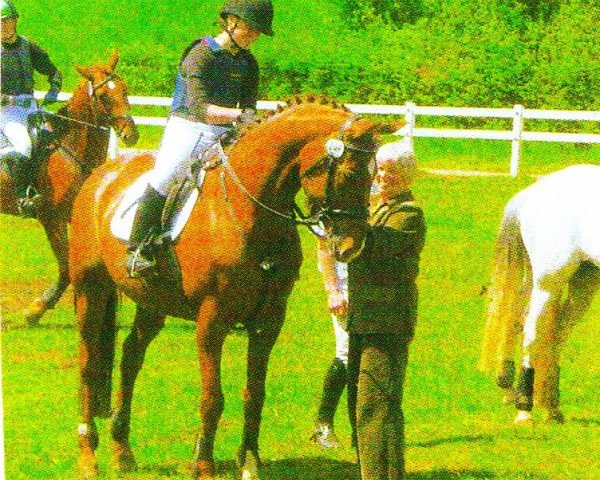 horse Wicky (Württemberger, 1991, from Wanninger)
