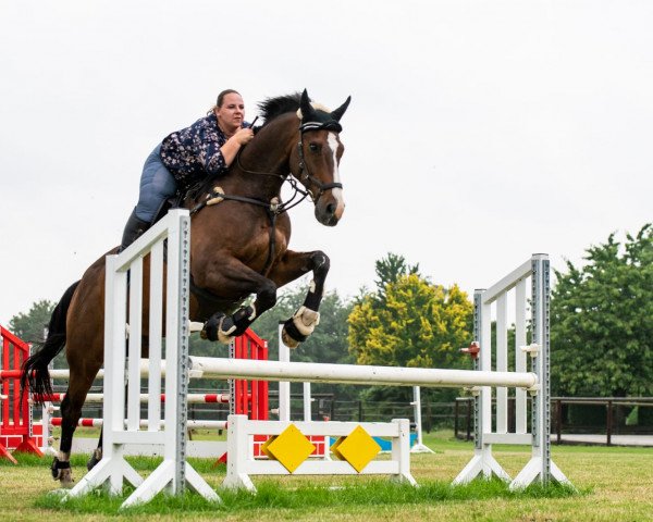 Springpferd Charmeur 402 (Holsteiner, 2006, von Conello)