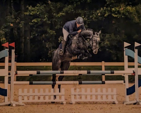 broodmare Legend of Amber S.F. (German Sport Horse, 2019, from Cayado 3)