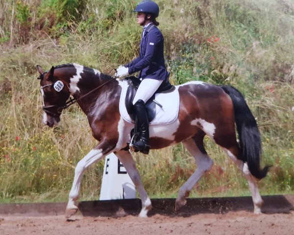 Pferd Störtebeker 23 (Deutsches Reitpony, 2013, von Alswin)
