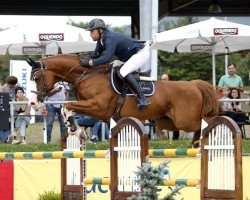 jumper Oscar CG (Belgian Warmblood, 2014, from Der Senaat 111)