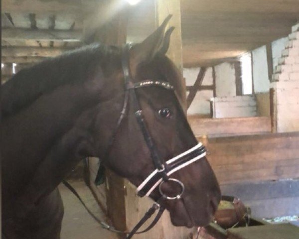 dressage horse Vancouver T (Hanoverian, 2013, from Viscount 22) dressage horse Vancouver T (Hanoverian, 2013, from Viscount 22)