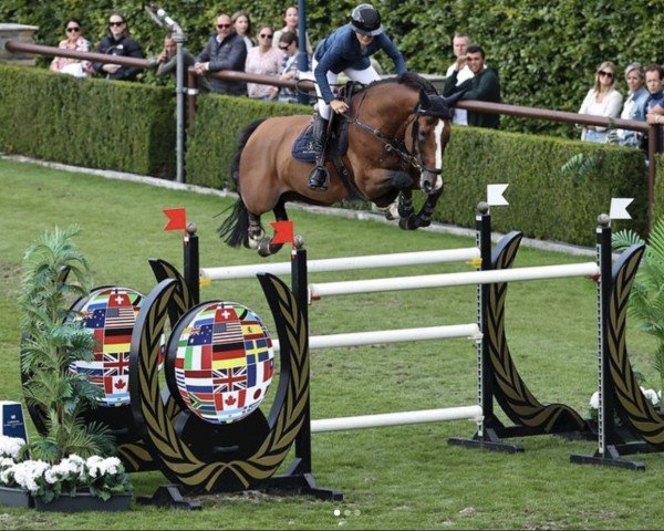 Springpferd Joie de Vigo R.t. (KWPN (Niederländisches Warmblut), 2014, von Vigo d'Arsouilles)