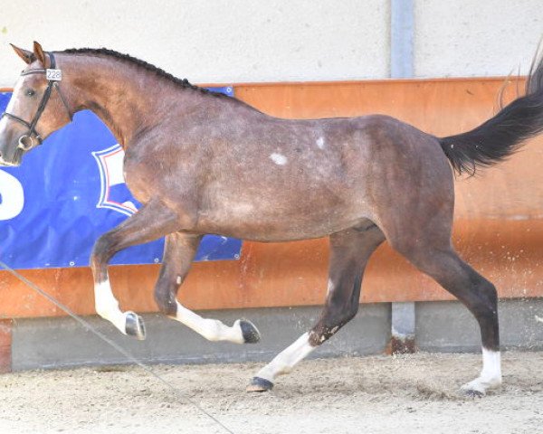 horse Gim Gimli Fondcombe (Selle Français, 2016, from Coupe de Coeur 2)