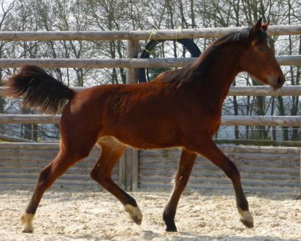 Pferd Daelor Fondcombe (Selle Français, 2013, von Lando)