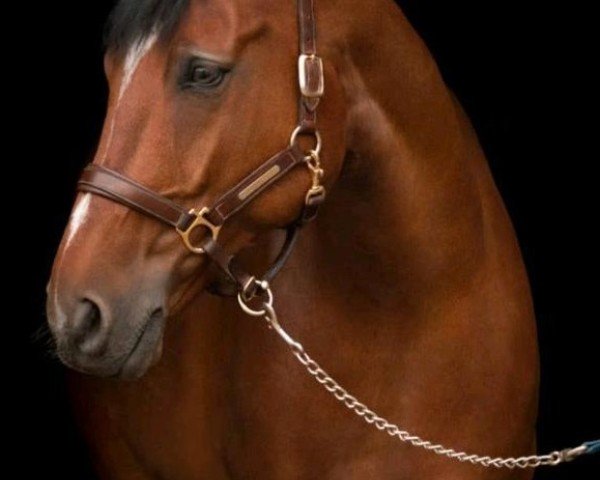 Springpferd Lacandor W (Hannoveraner, 2012, von Lordanos)