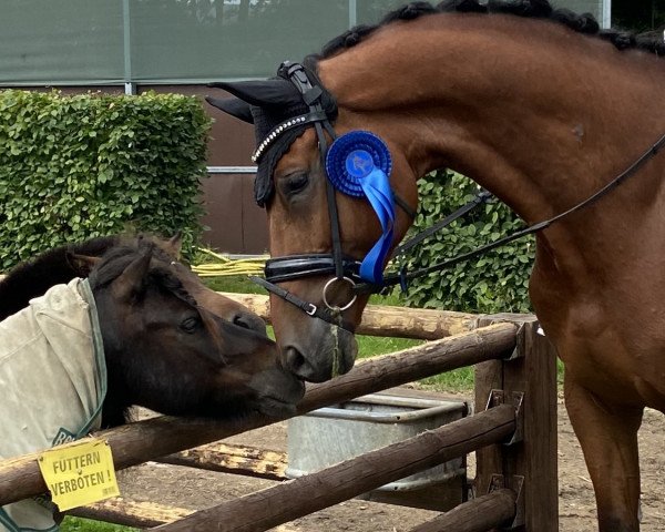dressage horse Devistano dé Luain M (Hanoverian, 2016, from Destano) dressage horse Devistano dé Luain M (Hanoverian, 2016, from Destano)