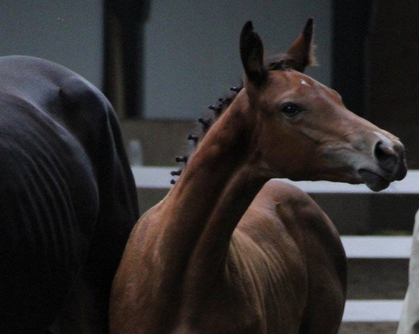 horse Farys P (Polish Warmblood, 2016, from Nevados S) horse Farys P (Polish Warmblood, 2016, from Nevados S)