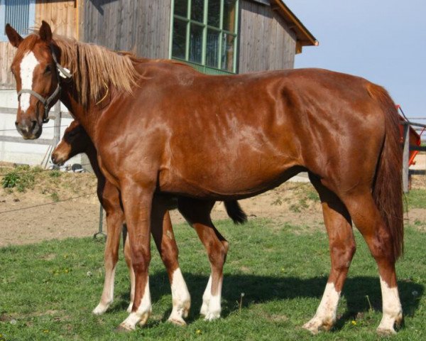 broodmare Ailanah de Fondcombe (Selle Français, 2010, from Diamant de Semilly)