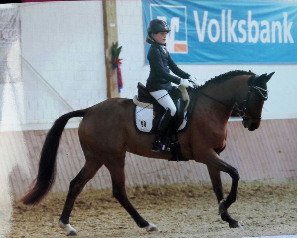Dressurpferd Donna Diara S (Deutsches Reitpony, 2009, von Fs Dr Watson)