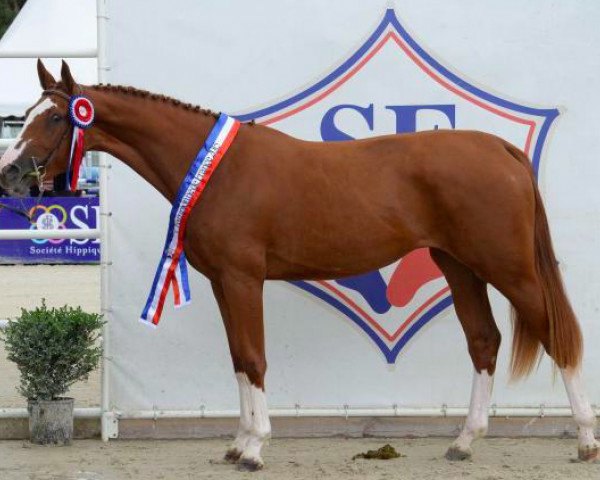 broodmare Daenerys de Fondcombe (Selle Français, 2013, from Lando)