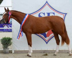 broodmare Daenerys de Fondcombe (Selle Français, 2013, from Lando)