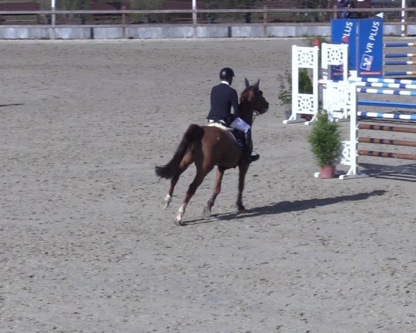 Reitturnier Scharnebeck 2025