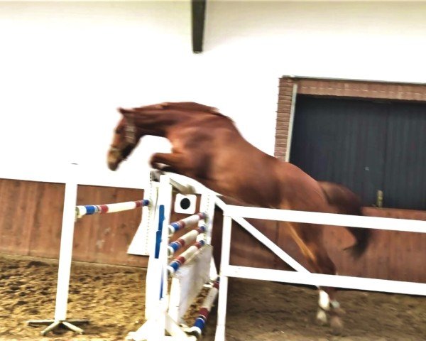 horse Spirit HP (Hanoverian, 2019, from Secret)
