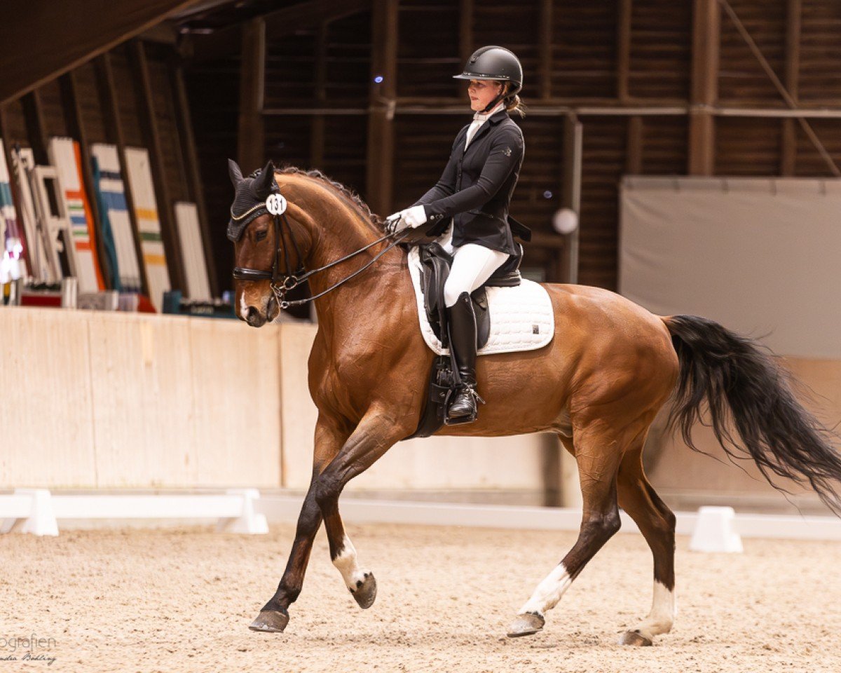 Dressurpferd Donovan 141 (Hannoveraner, 2014, von D-Online)