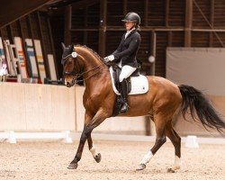 dressage horse Donovan 141 (Hanoverian, 2014, from D-Online)