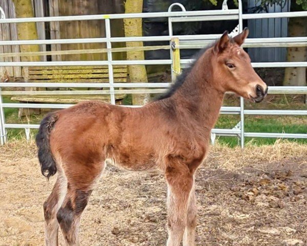 foal by Gioia MW (Oldenburg show jumper, 2025, from Casalou PS OLD)