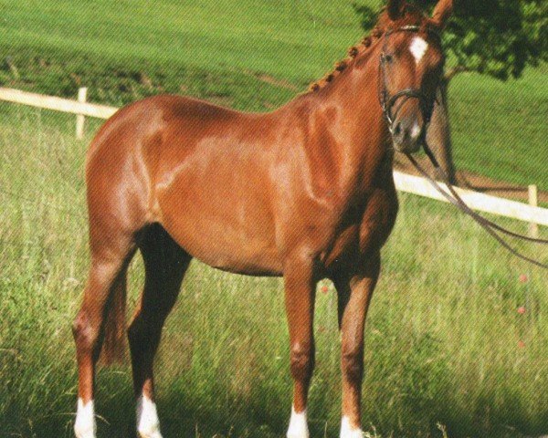 Pferd Thelina (Österreichisches Warmblut, 2009, von Danone II)