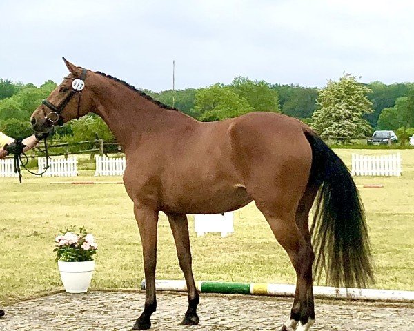 horse Seraphina HP (Hanoverian, 2020, from Scolari)