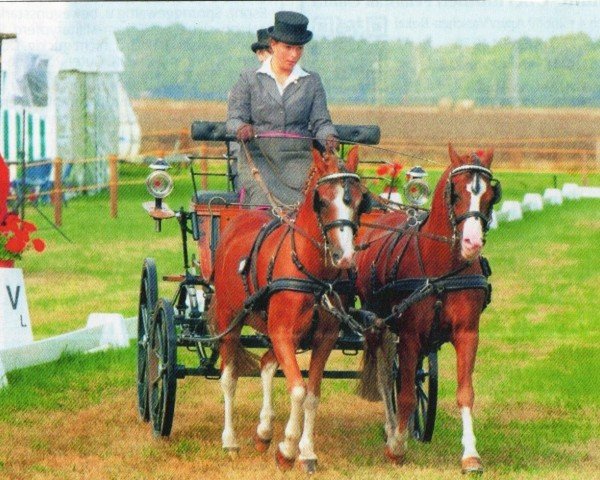 horse Torres (Welsh-Pony (Section B), 2000, from Tizian)
