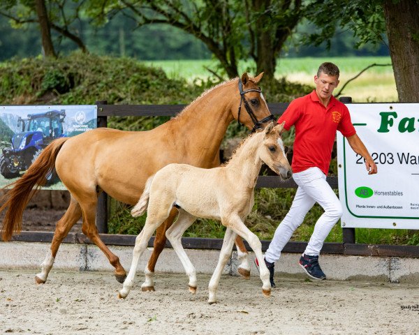 stallion Karl (German Riding Pony, 2021, from Komplett)