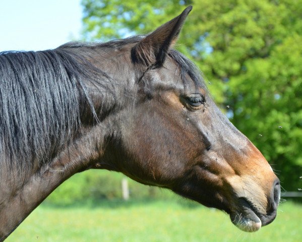 broodmare Filine (Westphalian, 1997, from Faveur)
