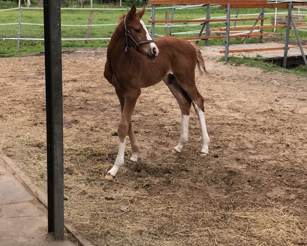 horse Vytautas (Hanoverian, 2020, from Vidar)