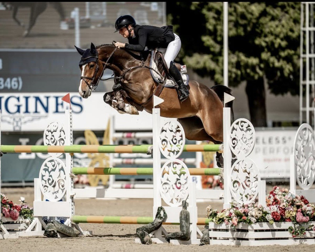 Springpferd Madara 4 (Holsteiner, 2019, von Million Dollar)