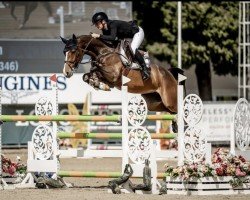 Springpferd Madara 4 (Holsteiner, 2019, von Million Dollar)