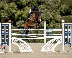 jumper Joberlina-W (KWPN (Royal Dutch Sporthorse), 2014, from Zirocco Blue)