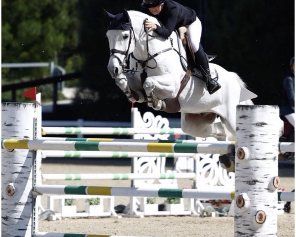 jumper Corny 16 (Westphalian, 2015, from Cornet Obolensky)