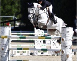 jumper Corny 16 (Westphalian, 2015, from Cornet Obolensky)