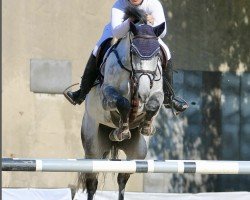 jumper Lacoste (Arabian purebred, 2015)