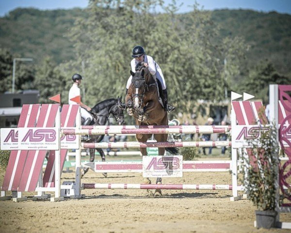 jumper Kannjo (Hanoverian, 2017, from Kannan)