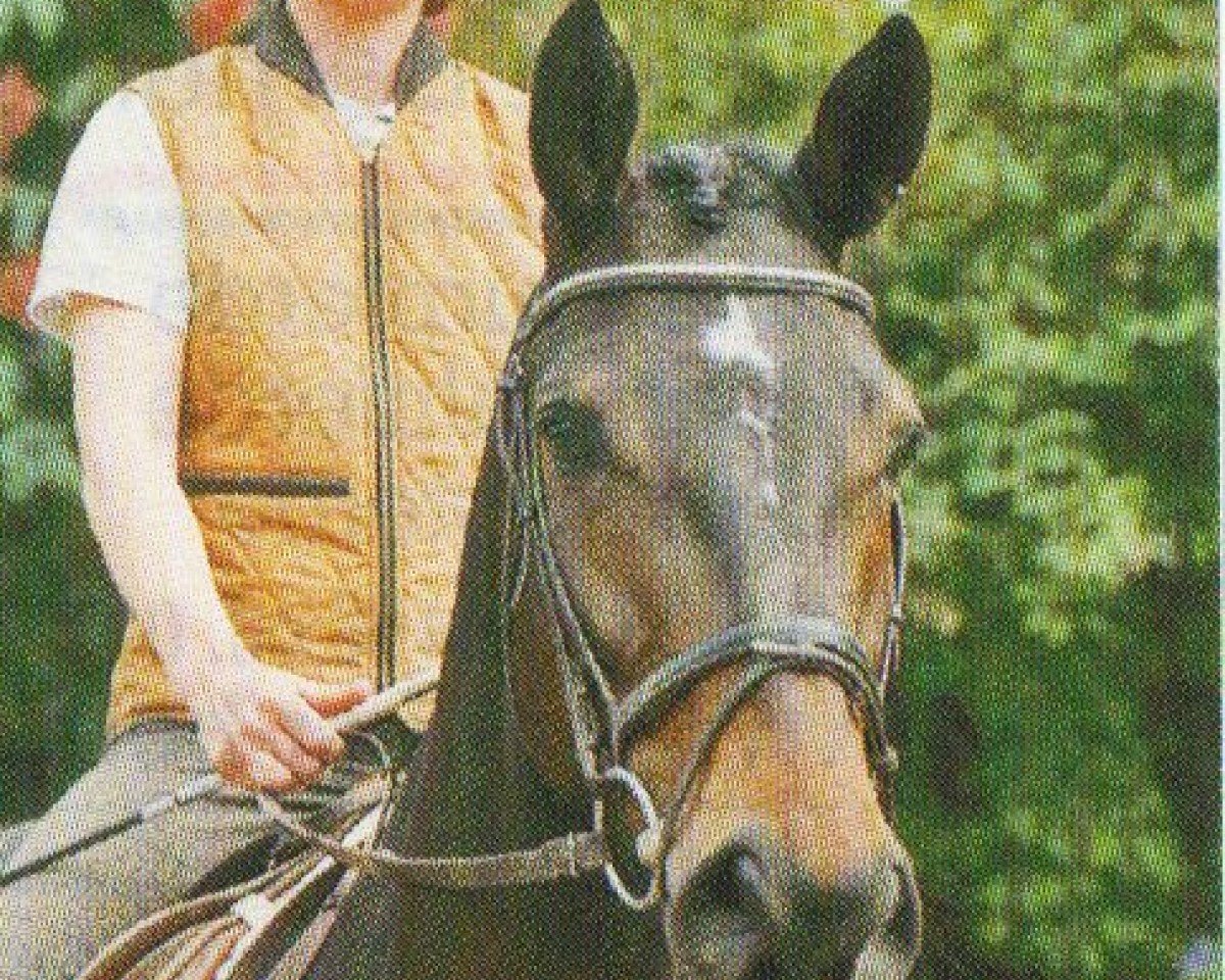 horse Manitou 122 (Trakehner, 2001, from Amatcho)