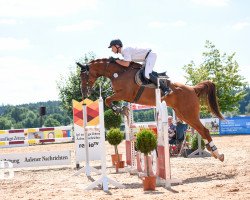 broodmare Chattanooga Choo Choo (Württemberger, 2010, from Ciacomo)