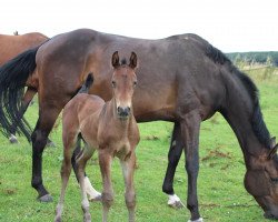 Pferd Elvis CB (Westfale, 2021, von Eckhardt)