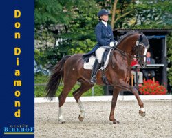 stallion Don Diamond (Württemberger, 2004, from Diamond Hit)