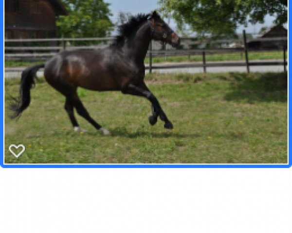 Springpferd Quaterback's Son (Oldenburger, 2009, von Quaterback)