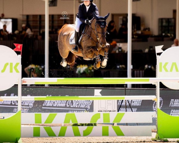 jumper Colina Z (Zangersheide riding horse, 2014, from C-Ingmar)