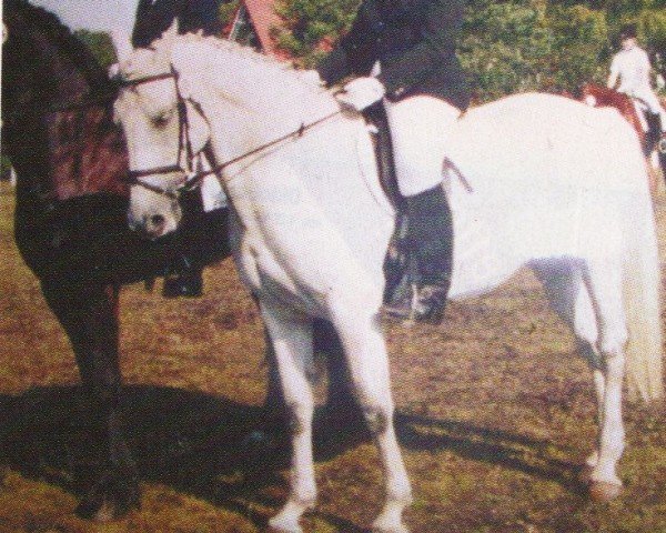 broodmare Waldetta (Hanoverian, 1988, from Waldhorn)
