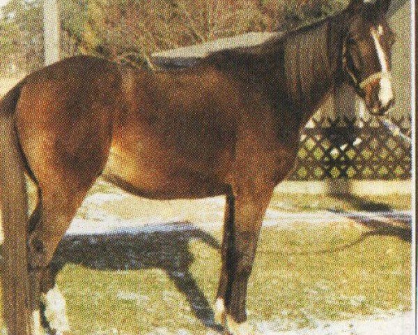horse Odin (German Riding Pony, 1993, from Orlean N AA)