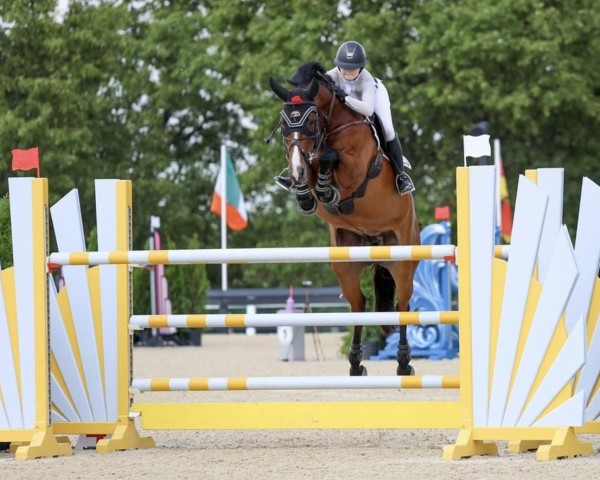 jumper Indira-Retta (KWPN (Royal Dutch Sporthorse), 2013, from Plot Blue)