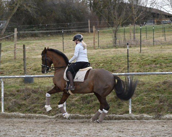 dressage horse Dorfkind 4 (Oldenburg, 2015, from De Martino)