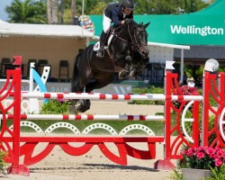 Springpferd Concentalla PS (Oldenburger Springpferd, 2016, von Conthargos)