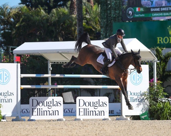 jumper Caraghs Quality Lady (Irish Sport Horse, 2013, from Obos Quality)