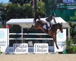 jumper Caraghs Quality Lady (Irish Sport Horse, 2013, from Obos Quality)