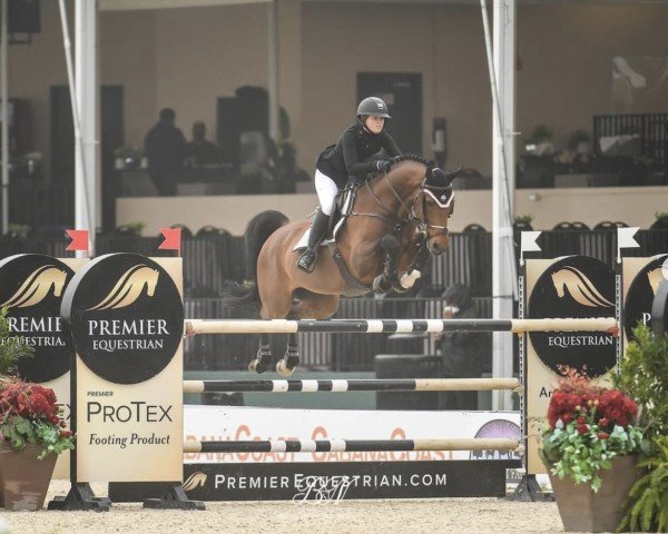 jumper Calavino (Holsteiner, 2012, from Catoo)